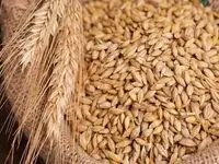 معادله تولید و واردات؛ آیا با توسعه کشت قراردادی به خودکفایی جو می‌رسیم؟