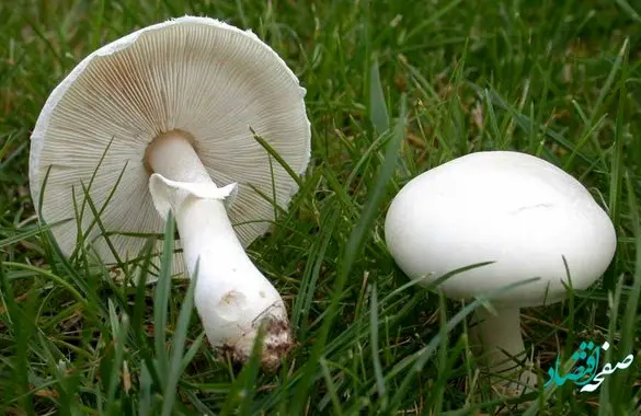 گرانی گوشت قرمز و مرغ تاثیر بر بازار قارچ ندارد