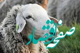 ارزان‌ترین گوسفند زنده در کدام استان است؟