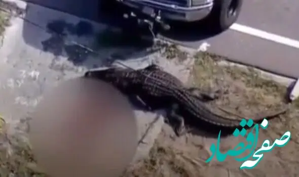 در میان آرواره‌های یک تمساح ۴ متری جسد یک زن پیدا شد/ عکس