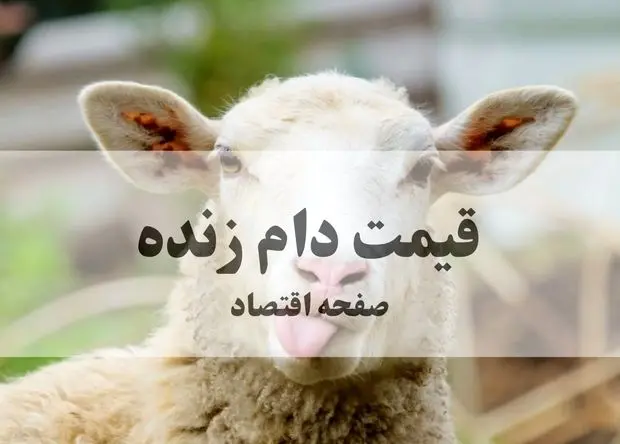 جدیدترین قیمت دام زنده امروز جمعه ۱۵ خرداد ۱۴۰۵ | گوسفند کیلویی چقدر شد؟ + جدول