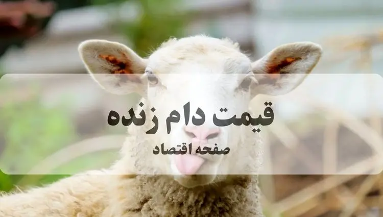 آخرین قیمت دام زنده امروز چهارشنبه ۷ آبان ماه ۱۴۰۴