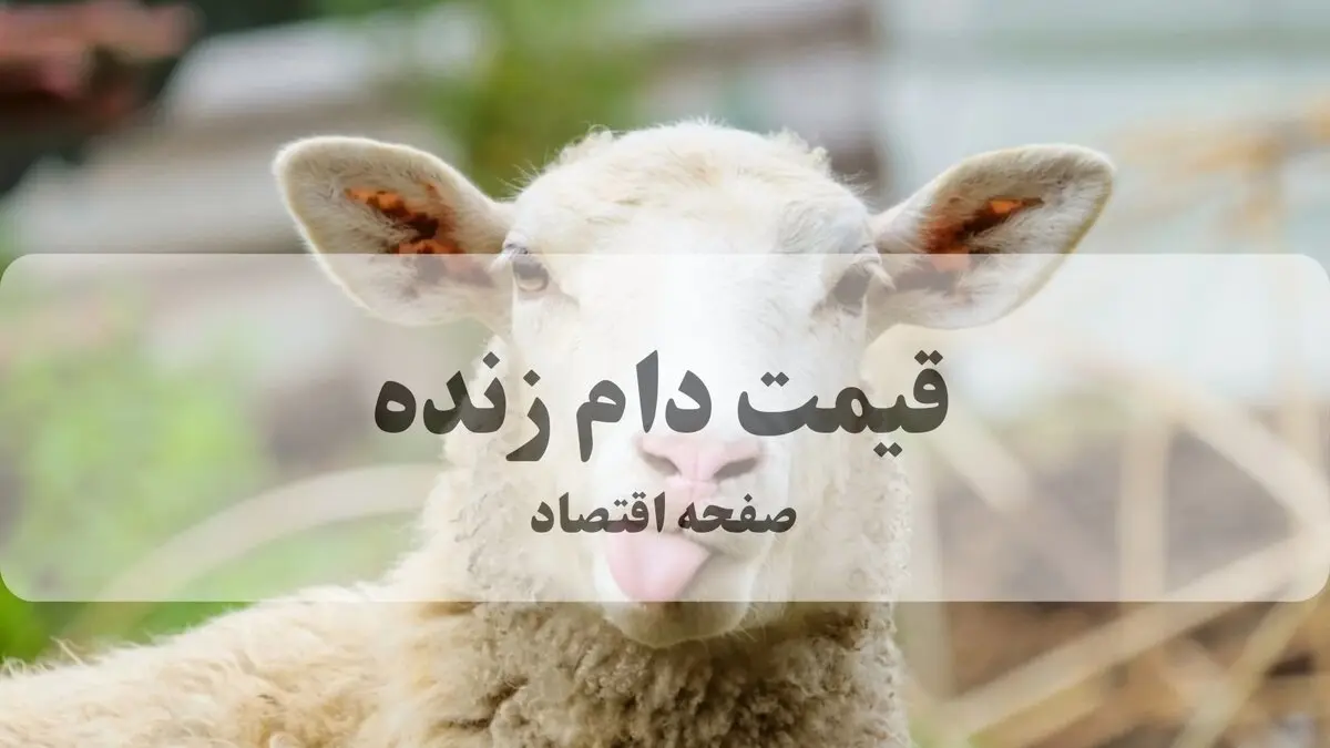 قیمت دام زنده در ماه محرم امروز جمعه ۲۹ خرداد ۱۴۰۵ | گوسفند ارزان شد؟ 