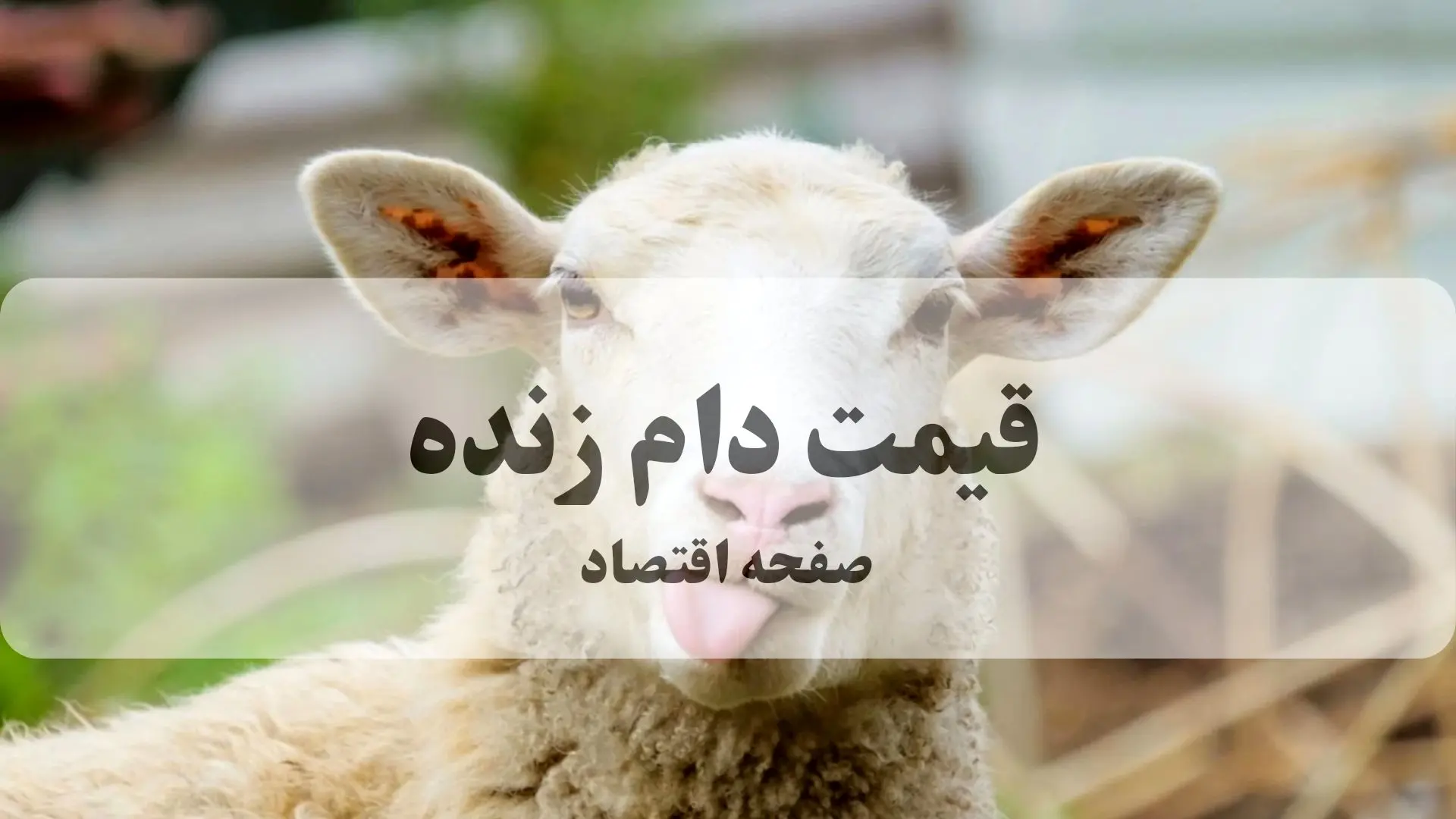 بروزترین قیمت دام زنده امروز پنجشنبه ۲۷ شهریور ۱۴۰۴ + قیمت روز دام زنده | قیمت گوسفند الان چند؟ 