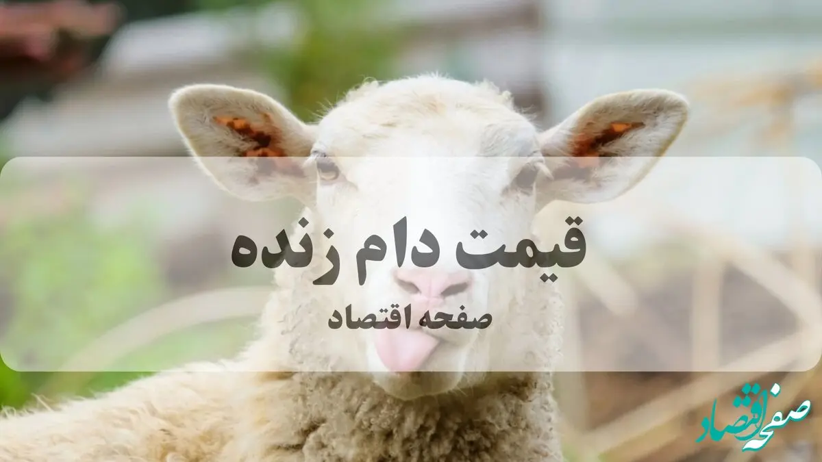 قیمت دام زنده امروز شنبه ۲۹ شهریور ماه ۱۴۰۴ | فعال شدن مکانیسم ماشه قیمت گوشت را نجومی بالا برد؟ 
