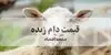 جدول قیمت دام زنده امروز پنجشنبه ۲ مهر اعلام شد