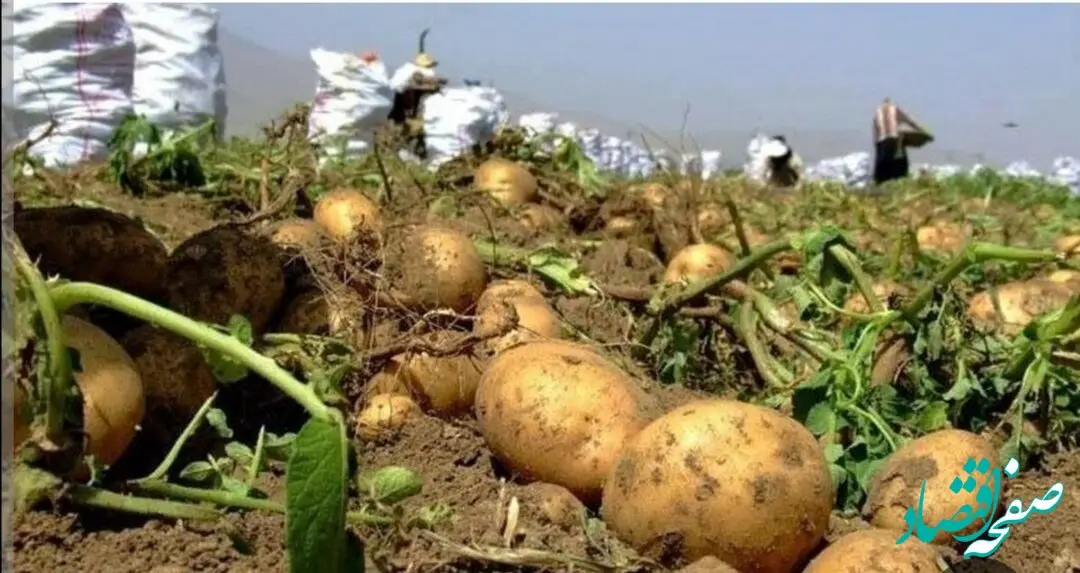 ماجرای پشت‌پرده گرانی سیب زمینی چه بود؟