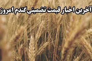 آخرین خبر از پرداخت مطالبات گندمکاران امروز دوشنبه ۱۲ خرداد ماه ۱۴۰۴ | از خرید تضمینی گندم چه خبر؟ 