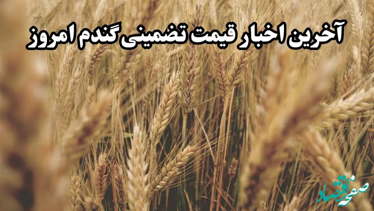آخرین خبر از پرداخت مطالبات گندمکاران امروز دوشنبه ۱۲ خرداد ماه ۱۴۰۴ | از خرید تضمینی گندم چه خبر؟ 
