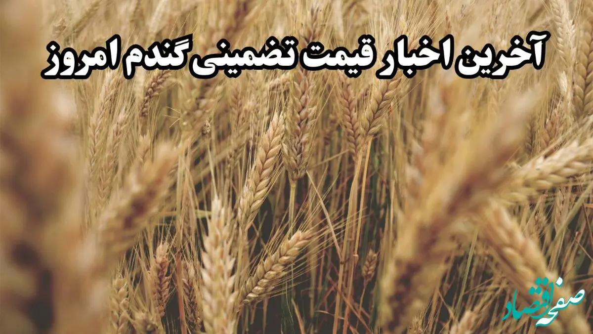 آخرین خبر از پرداخت مطالبات گندمکاران امروز دوشنبه ۱۲ خرداد ماه ۱۴۰۴ | از خرید تضمینی گندم چه خبر؟ 