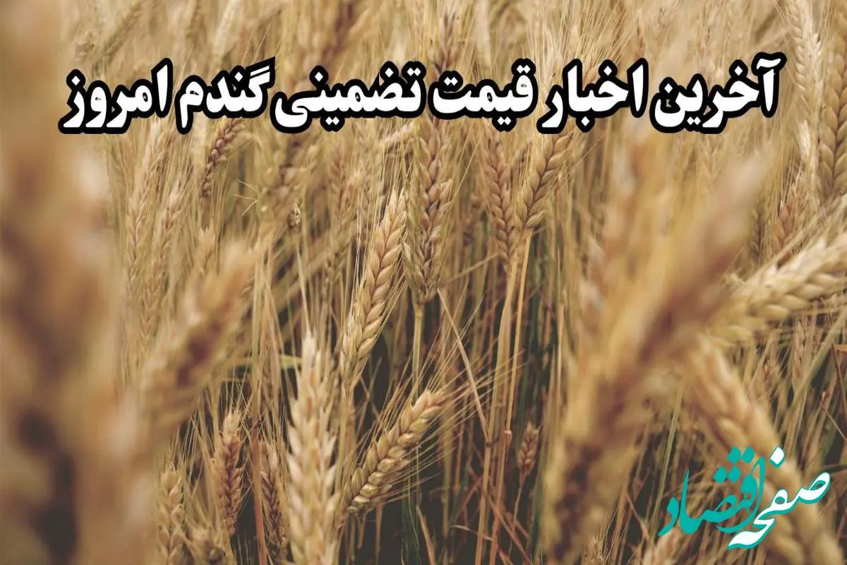 آخرین خبر از پرداخت مطالبات گندمکاران امروز دوشنبه ۱۲ خرداد ماه ۱۴۰۴ | از خرید تضمینی گندم چه خبر؟