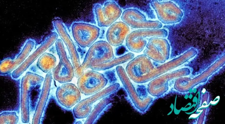 ویروس ماربورگ جان ۸ نفر را گرفت + علائم ویروس ماربورگ