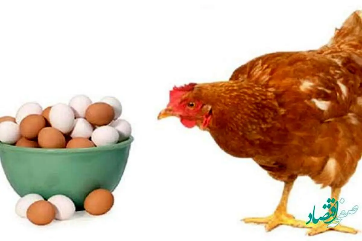 آیا مرغ و تخم مرغ در نیمه دوم 1401 گران می شود؟