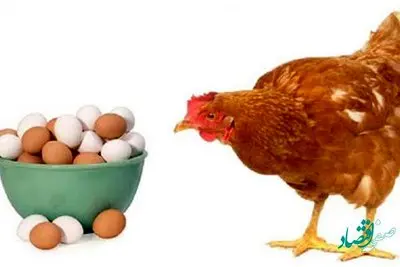 آیا مرغ و تخم مرغ در نیمه دوم 1401 گران می شود؟
