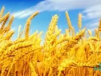 خرید تضمینی بیش از 7 میلیون تن گندم با عاملیت بانک کشاورزی