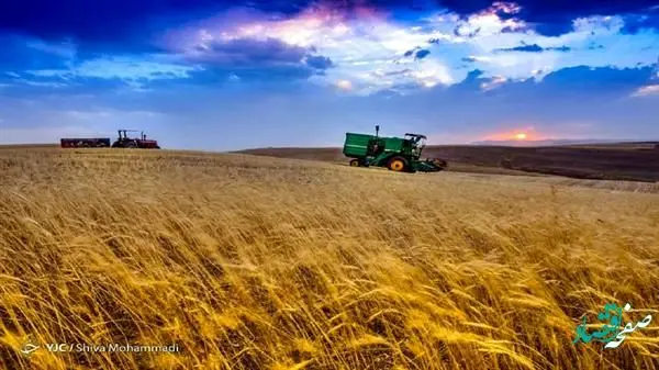 پرداخت 100 درصدی مطالبات گندم‌کاران با عاملیت بانک کشاورزی