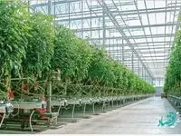 رشد بیش از دو برابری پرداخت تسهیلات گلخانه ای توسط بانک کشاورزی در سال جاری