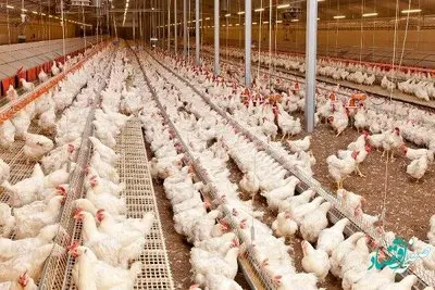 حمایت از احیای مرغ لاین آرین توسط بانک کشاورزی، گامی بلند به سوی امنیت پایدار غذایی