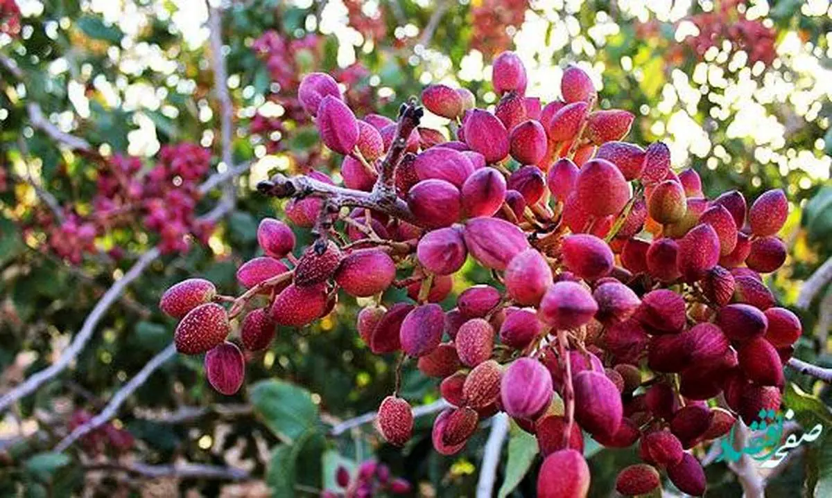 پستهکاران از مزایای بورس کالا بهرهمند شوند