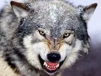 این مرد با شکار گرگ گرسنه، در این خیابان تبریز زن جوان را نجات داد/ عکس