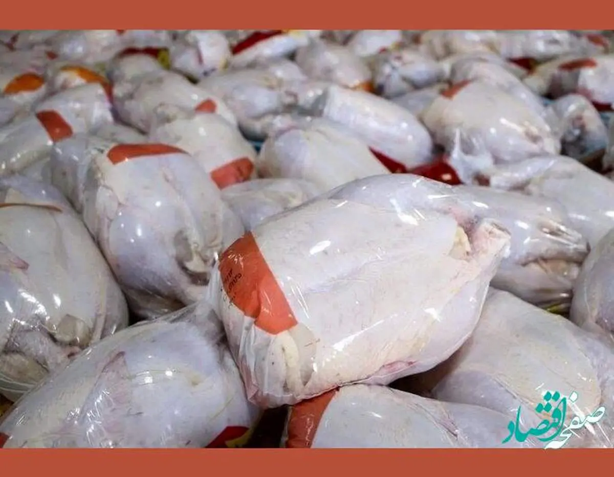 آغاز جمعآوری مرغ مازاد با استفاده از تسهیلات تشکلها و اتحادیهها