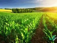 حمایت 172 هزار میلیارد ریالی بانک کشاورزی از زراعت محصولات بهاره و پاییزه