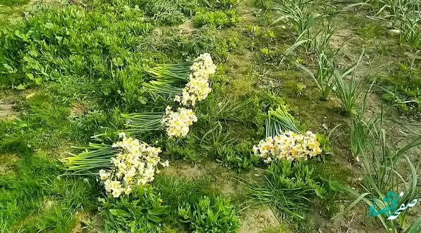 نرگس‌، محصول جدید بیدبلند خلیج فارس