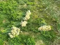 نرگس‌، محصول جدید بیدبلند خلیج فارس