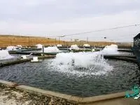 اولین صادرات ماهی از محدوده خداآفرین ارس به اروپا