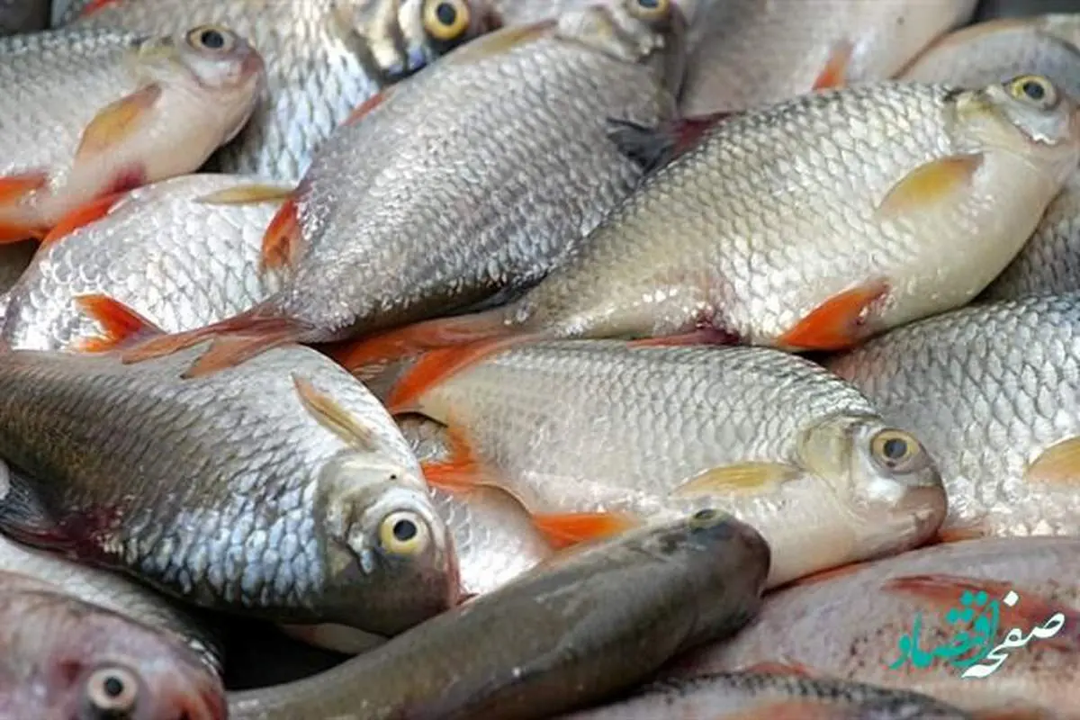 دلیل گران شدن قیمت ماهی چیست؟