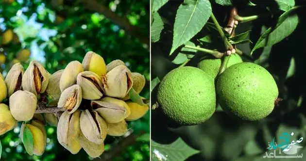 پردرآمدترین نهال های میوه با باردهی میلیاردی را بشناسید + جزئیات