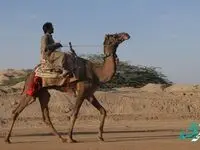 برگزاری مسابقات شترسواری در منطقه آزاد چابهار