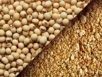 اولین محموله کنجاله سویا از این بنادر وارد کشور شد