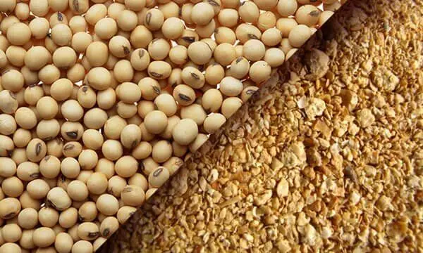 اولین محموله کنجاله سویا از این بنادر وارد کشور شد