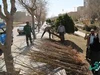 غرس 2000 اصله نهال اهدایی پتروشیمی خراسان در پارک های بجنورد و بیمارستان امام حسن(ع)
