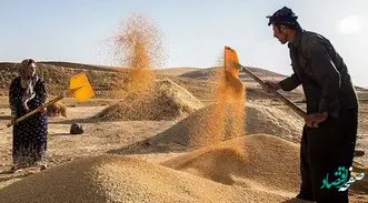 قیمت گندم بعد از تعطیلات نوروز گران می شود؟