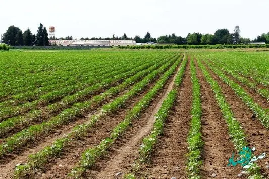 طرح جهش تولید در بیش از ۴ میلیون هکتار از دیمزارهای کشور اجرا شد