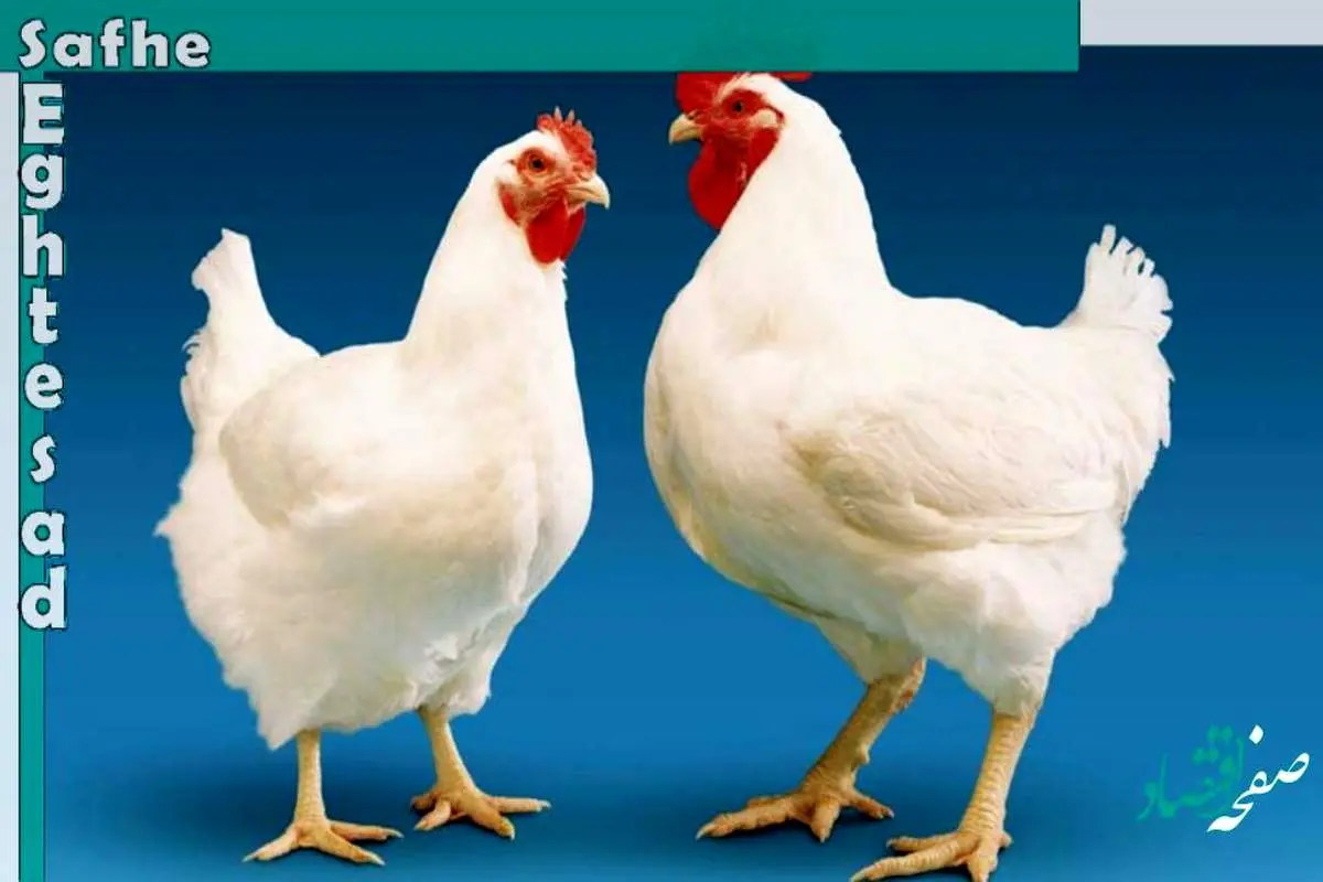 علت گرانی و کمبود دو‌باره مرغ در بازار چیست‌؟ 