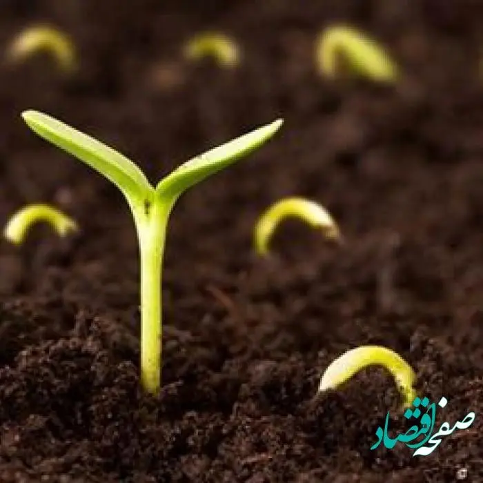 ضرورت پرورش علمی نهال و بذرهای منابع طبیعی