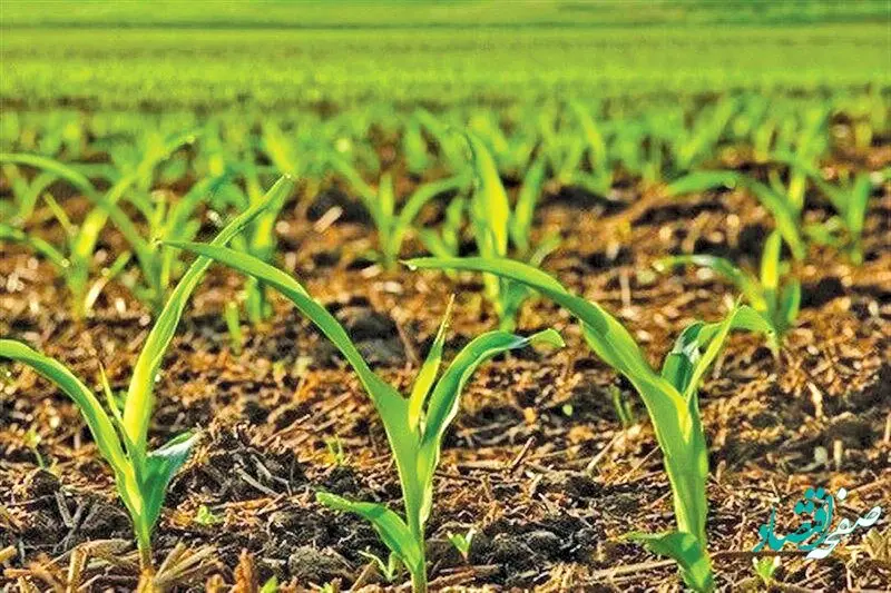 زمان برگزاری چهارمین کاروان ترویج الگوی کشت محصولات زراعی + جزئیات