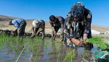 علت فوت جوان کشاورز مازندرانی چه بود؟ ماجرا چیست؟