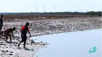 مشارکت موثر پتروشیمی فارابی در حفاظت از خوریات منطقه