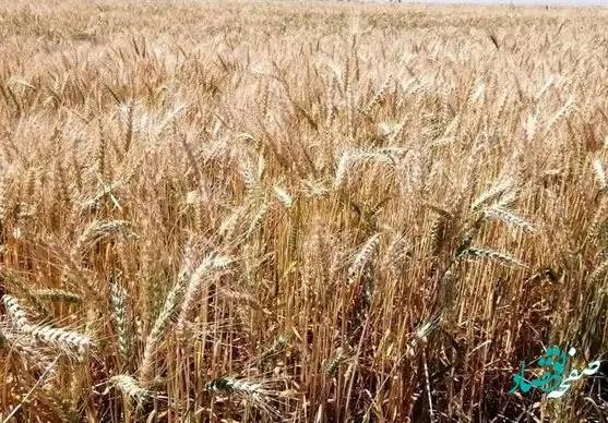 نرخ خرید تضمینی گندم برای سال ۱۴۰۲ ابلاغ شد