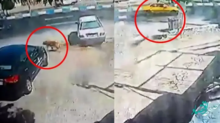 حمله وحشتناک و مرگبار یک سگ جان نوجوان ۱۴ ساله را گرفت | پلیس راهور چرا مصدوم شد؟