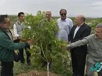 سرمایه گذاران خارجی کشورهای حوزه خلیج فارس از پروژه های بخش کشاورزی منطقه آزاد ماکو بازدید کردند