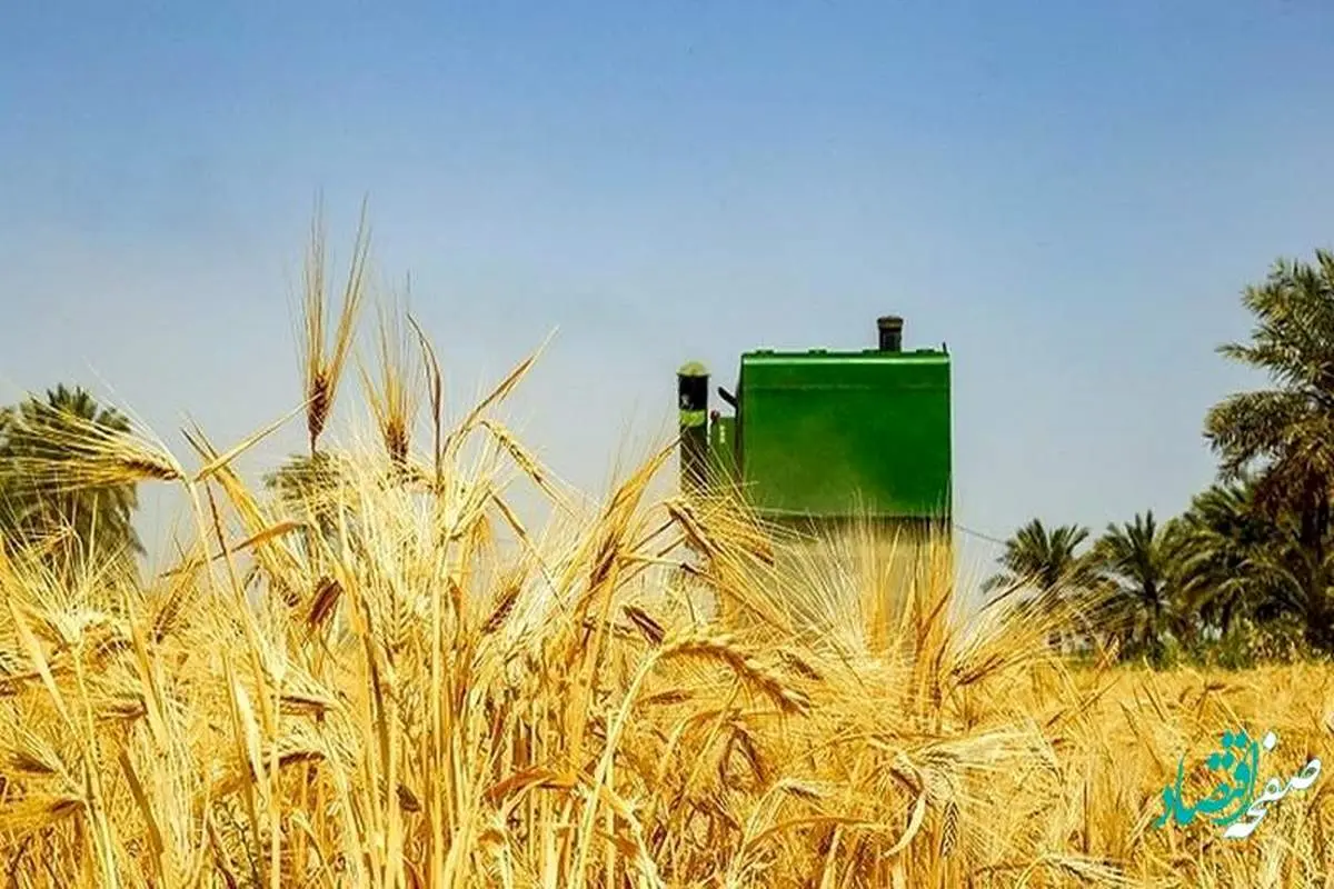 نرخ خرید تضمینی گندم اصلاح می شود؟ | قیمت گندم کیلویی ۱۷ هزارتومان می‌شود؟