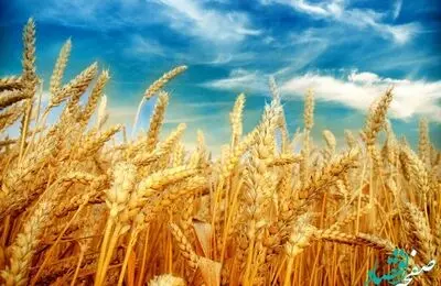 آیا قیمت خرید تضمینی گندم به 17 هزار تومان رسید؟ | چه خبر از قیمت گندم؟ 