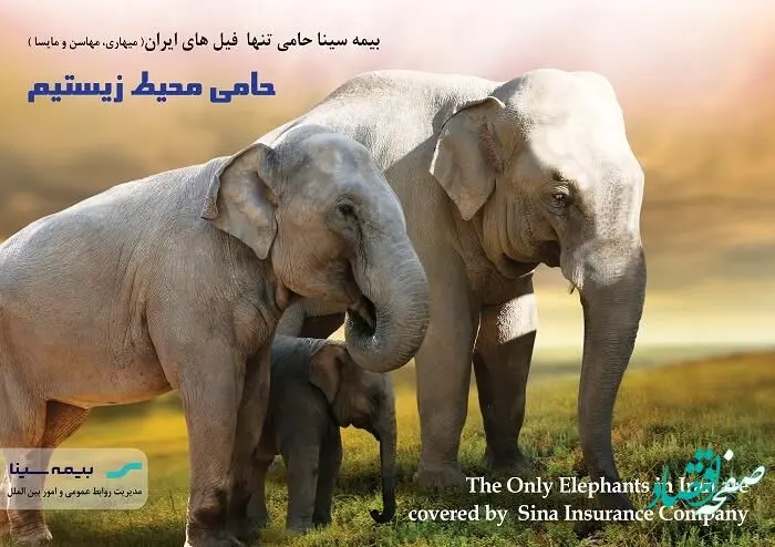فیل‌های ایران تحت پوشش بیمه سینا