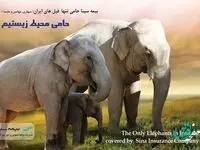 فیل‌های ایران تحت پوشش بیمه سینا