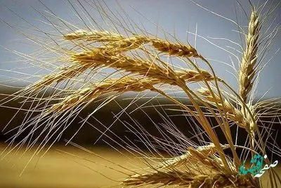 آخرین خبر درباره افزایش قیمت گندم امروز | چه کسانی نرخ خرید گندم را تصویب می کنند؟ 
